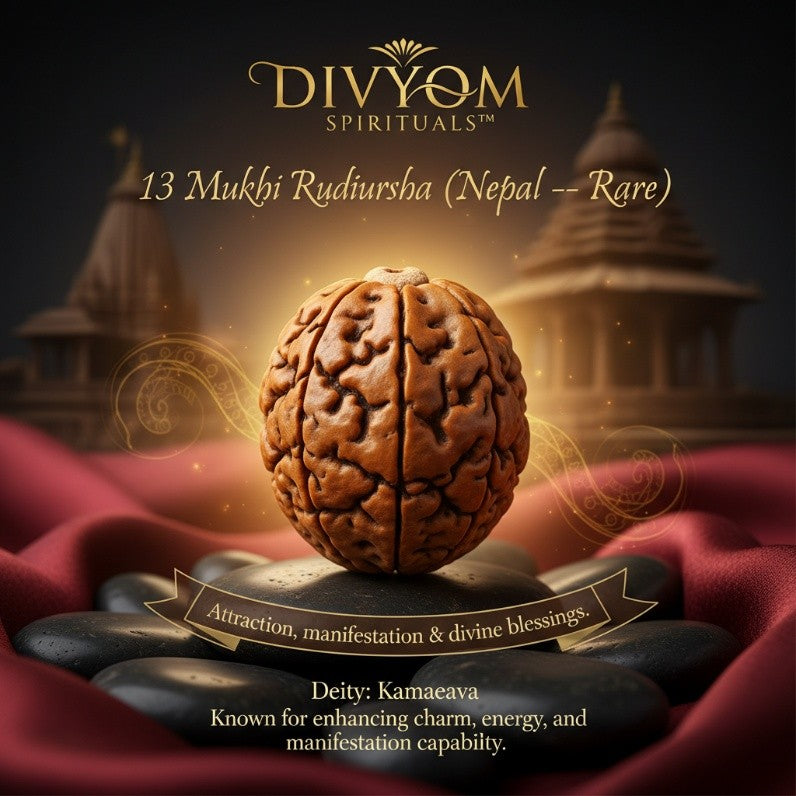 13 Mukhi Rudraksha (Nepal — Rare)