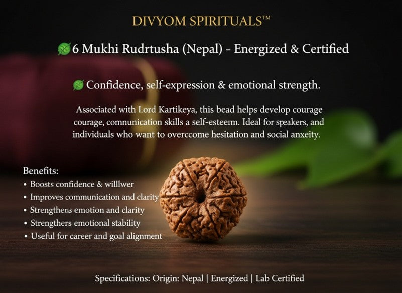 6 Mukhi Rudraksha (Nepal) – Energized & Certified