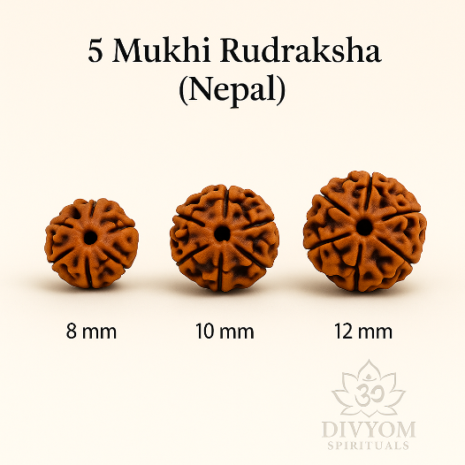 5 Mukhi Rudraksha (Nepal) – Energized & Certified