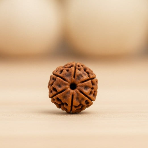 5 Mukhi Rudraksha (Nepal) – Energized & Certified