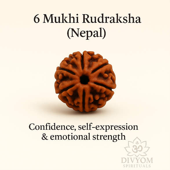 6 Mukhi Rudraksha (Nepal) – Energized & Certified