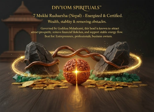7 Mukhi Rudraksha (Nepal) – Energized & Certified