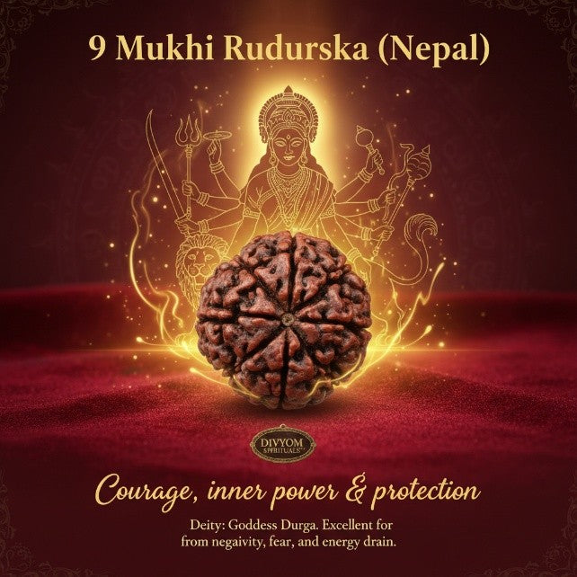 9 Mukhi Rudraksha (Nepal)