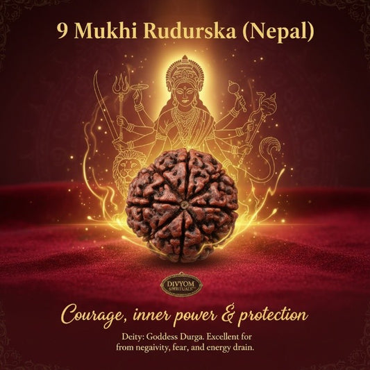 9 Mukhi Rudraksha (Nepal)